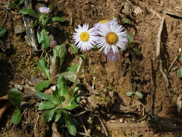 daisy-like flower, white with yellow center, on a stalk from a rosette of leaves growing on a slope with exposed poor soil