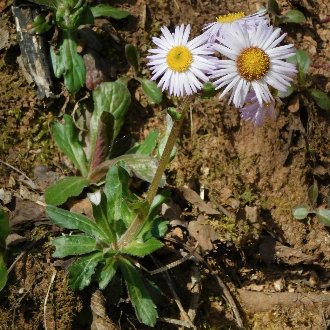 Robin's Plantain