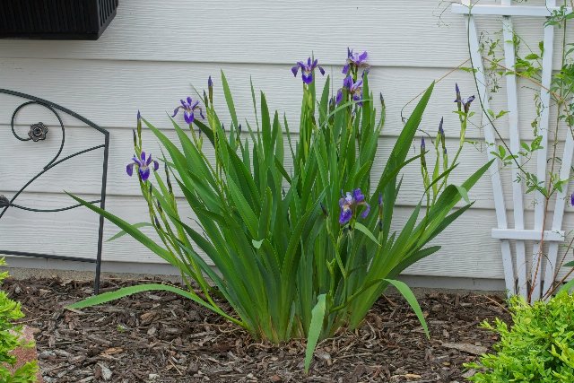 a vigorous iris plant growing up against a home, in a mulch bed