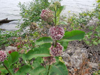 plant with broad, opposite leaves with pinkish veins, huge globe-shaped clusters of pink flowers, against a messy lakeshore