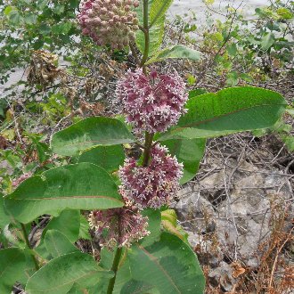 Common Milkweed