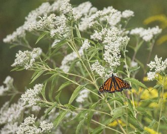 a plant with clusters of small white flowers, an orange and black butterfly, and some green leaves