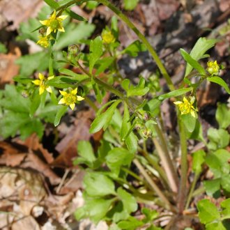 thumbnail of Rock Buttercup