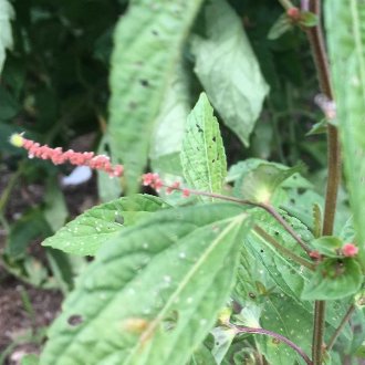 Asian Copperleaf