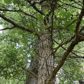 quercus bicolor twig