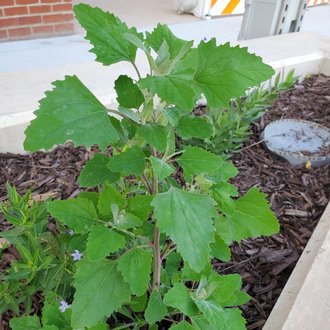 Lambsquarters