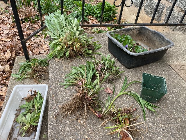 freshly-uprooted plants of varying sizes, in various containers