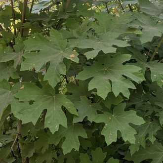 Bigleaf Maple