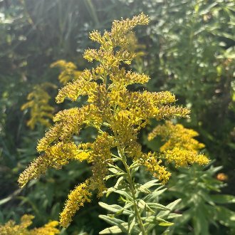 Tall Goldenrod