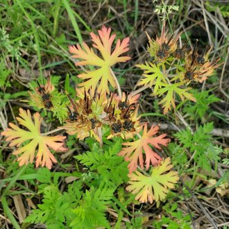 Carolina geranium