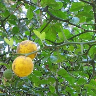 Trifoliate Orange