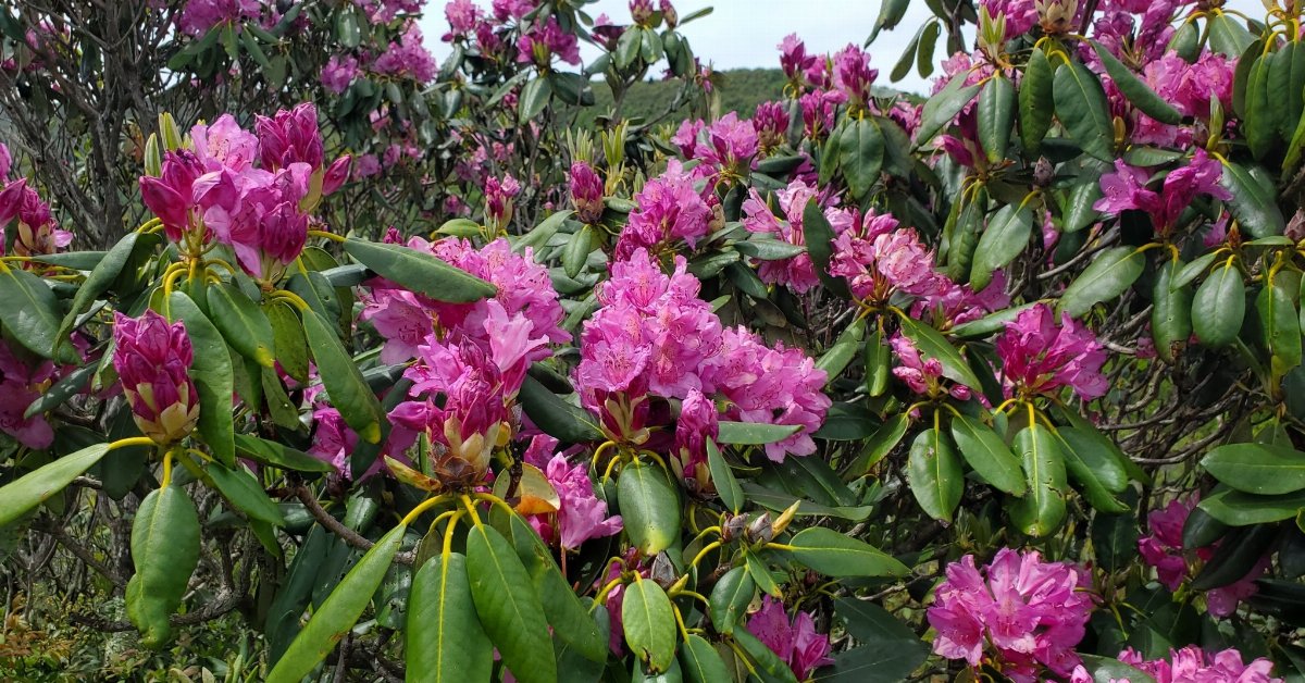 Catawba Rosebay (Rhododendron catawbiense) - bplant.org