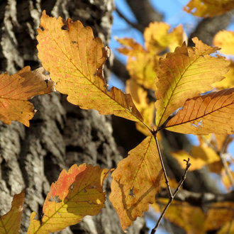 thumbnail of Chestnut Oak