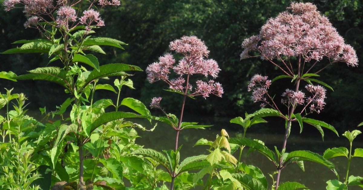 Hollow Joe Pye Weed