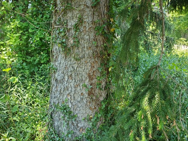 A gray scaly tree trunk, completely straight, partly covered in ivy and with some spruce foliage hanging down in front