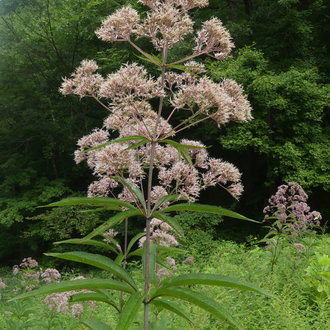 thumbnail of Hollow Joe Pye Weed