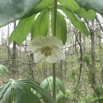 Mayapple