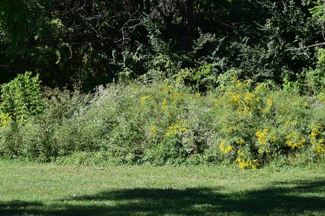 a weedy edge of a mowed lawn and wooded area