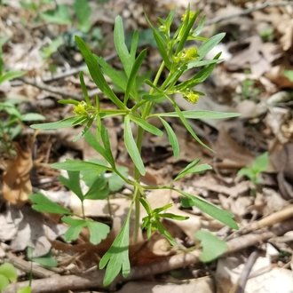 thumbnail of Allegheny Mountain buttercup