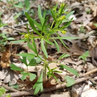 Allegheny Mountain buttercup