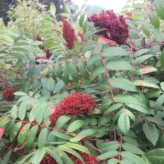 Smooth Sumac