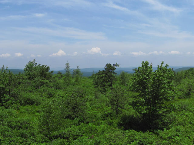 Scattered gnarled trees with green scrubby vegetation underneath, in a flat landscape with mountains in the distance.