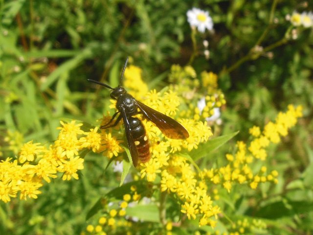 a blue-winged scolid wasp feeding on nectar from goldenrod blooms