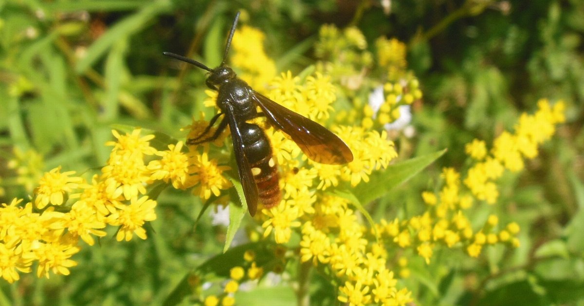 a blue-winged scolid wasp feeding on nectar from goldenrod blooms