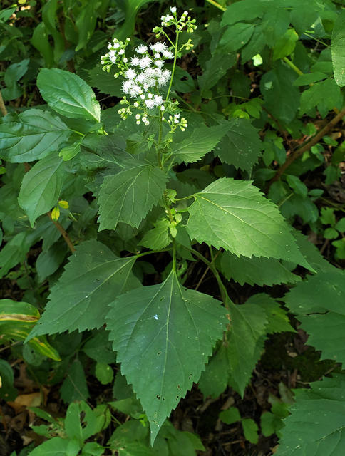 plant with pronounced triangular leaves and serrated magins and a small cluster of white flowers at the tip