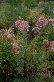 tall Joe Pye plants with pink flowerheads, growing in a wetland with other plants