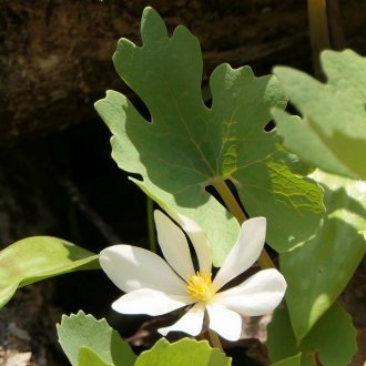 Bloodroot