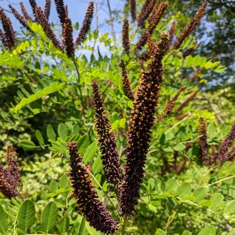 False Indigo Bush