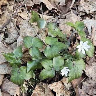 Sharp-lobed Liverleaf