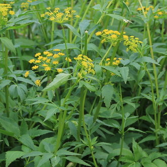 Golden Alexanders