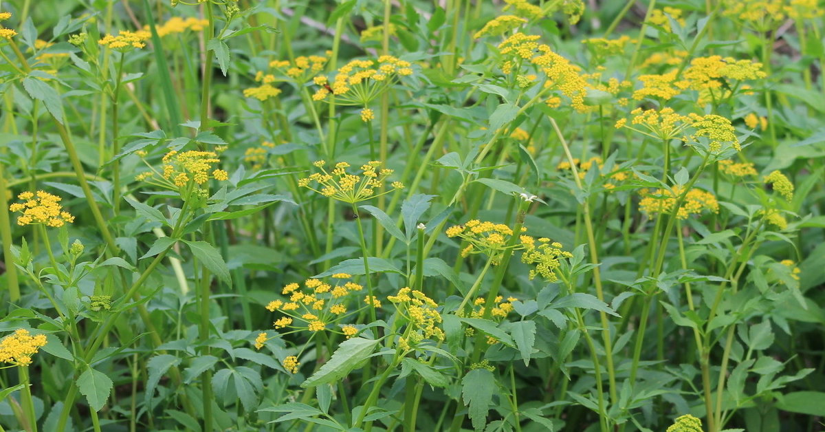 Golden Alexanders (Zizia aurea) - bplant.org