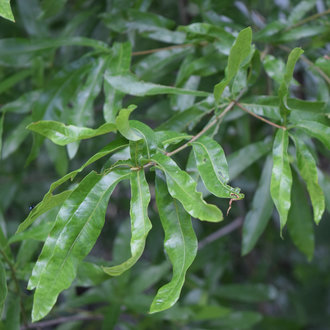 willow oak leaf identification