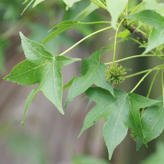 American Sweetgum