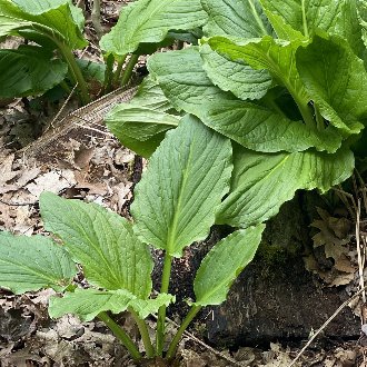 Eastern Skunk Cabbage