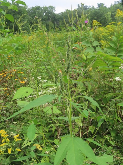 a giant ragweed plant foreground, surrounded by numerous other flowering plants including goldenrods