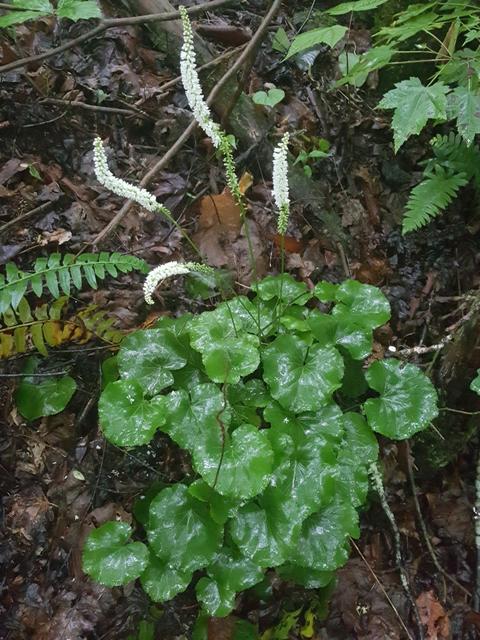 shiny, wet, fan-shaped leaves with spikes of small white flowers