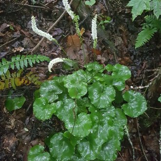 shiny, wet, fan-shaped leaves with spikes of small white flowers