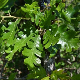 Oregon White Oak