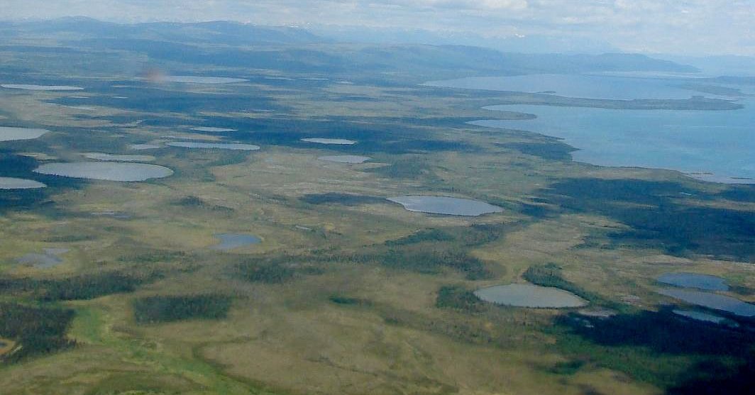 aerial photo of flat landscape with numerous small ponds, along a coast, mostly covered in low, open dull green vegetation