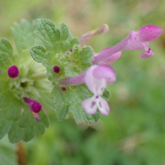 Henbit Deadnettle