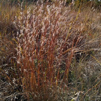 thumbnail of Little Bluestem