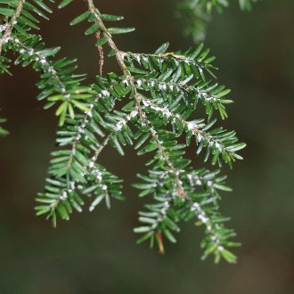 short, round-tipped, dark-green evergreen needles on twigs, with whitish infestations where they meet the twig