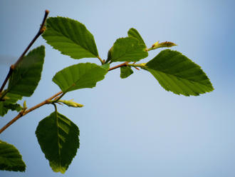subtly serrated leaves with prominent veins, on a twig against a pale blue-white sky