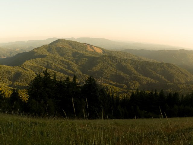 Low but steep mountains densely covered in coniferous forest, fading into hazy background