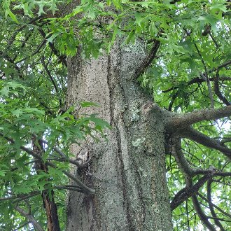 Pin Oak