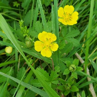  European Cinquefoil